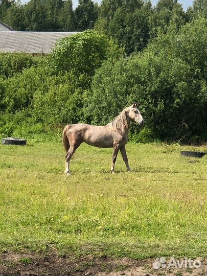 Жеребая кобыла