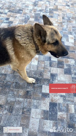 Тротуарная плитка премиум