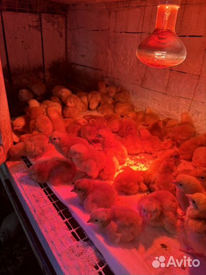 Цыплята редбро
