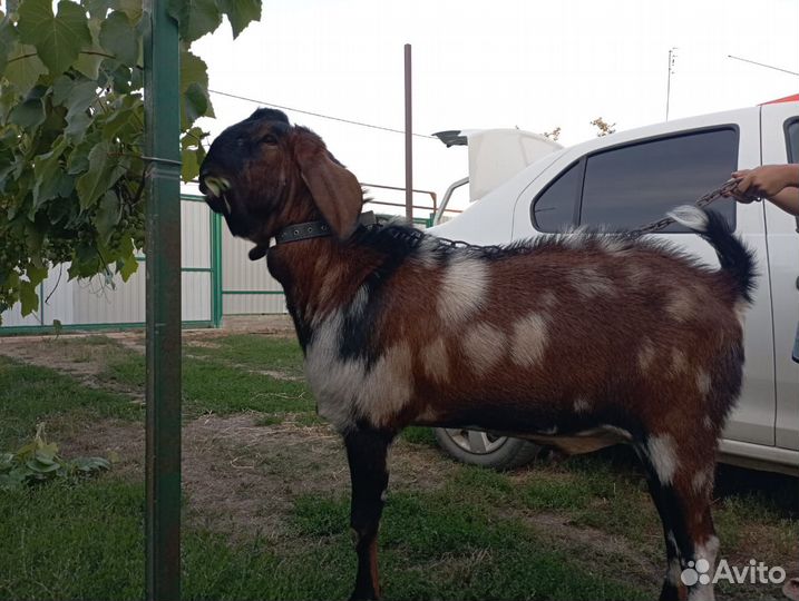 Англо нубийский козлик на случку/вязку