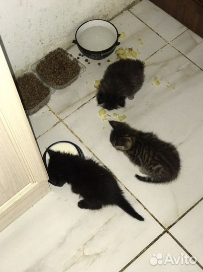 Отдам в добрые руки миленьких котяток