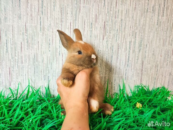 Мини карликовый кролик - рыжий - очень редкий