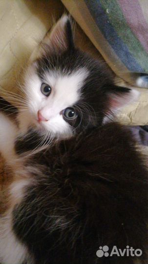 Отдам котят в добрые руки