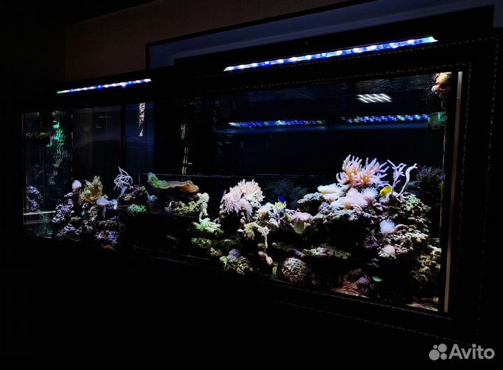 Аквариумные рыбки и растения