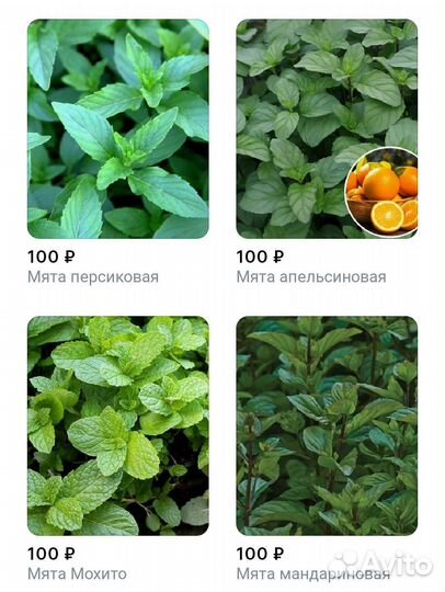 Мята саженцы