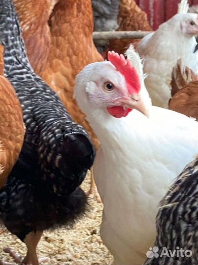 Куры несушки
