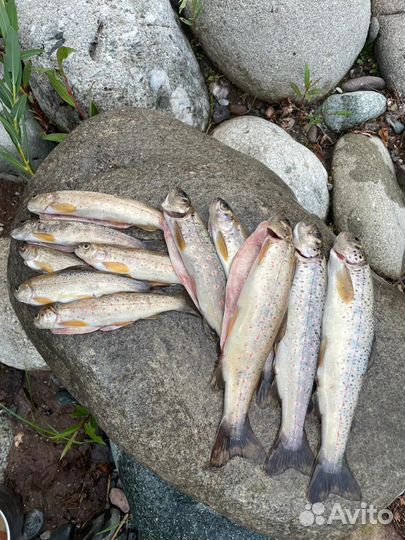 Форель речная