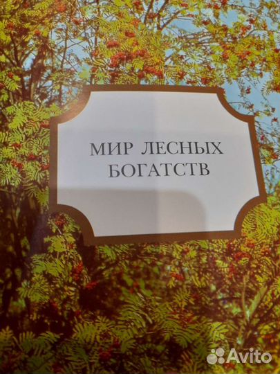 Леса России