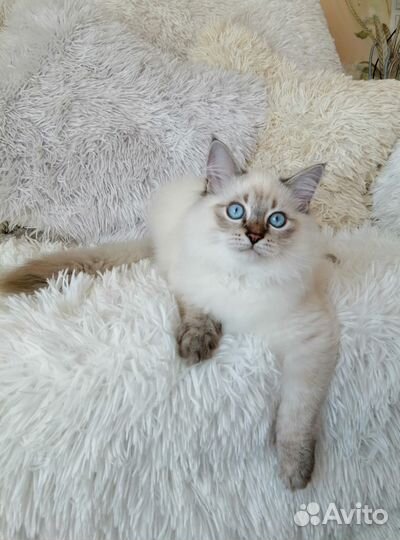 Невский маскарадный кот