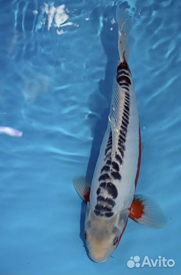 Карп кои - шисуи