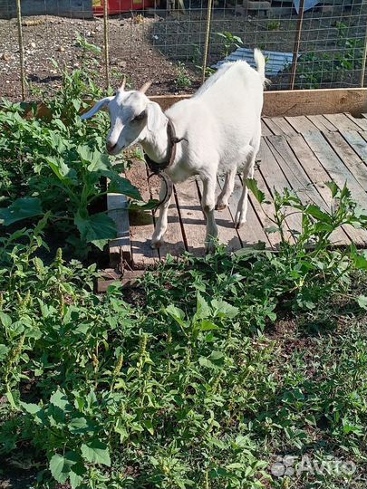 Козочка 3 месяца