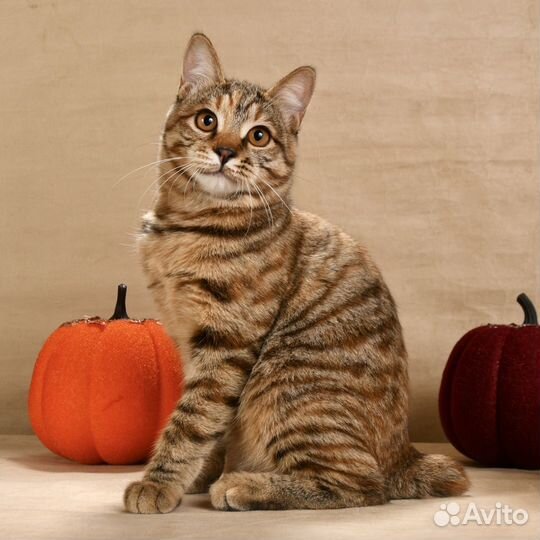 Короткошерстные котята из питомника WCF