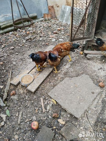 Молодые петухи