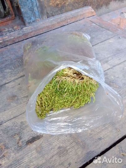 Продам мох