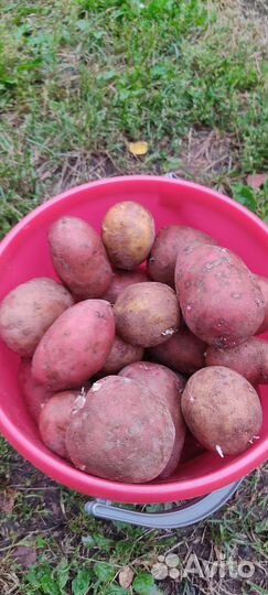 Продам картофель
