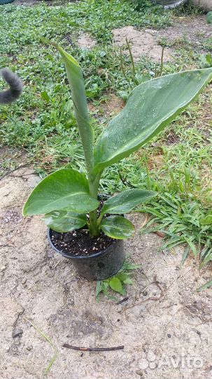 Канна красная