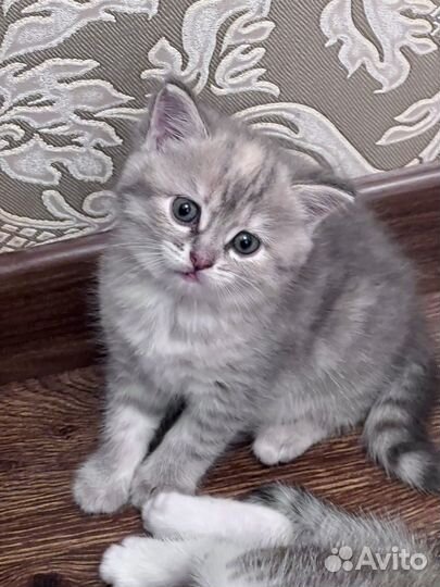 Котята в добрые руки девочки 2 месяца