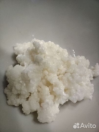 Молочный грибок (закваска)