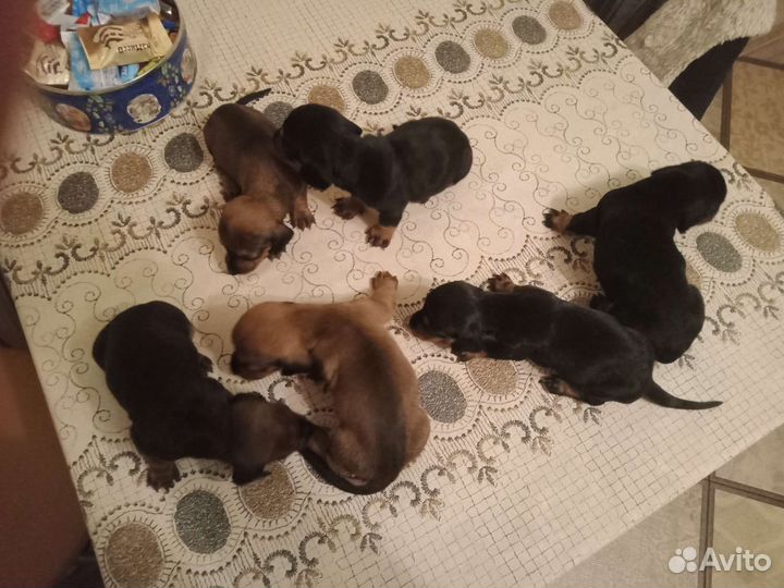 Щенки таксы