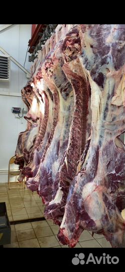 Продам мясо говядина