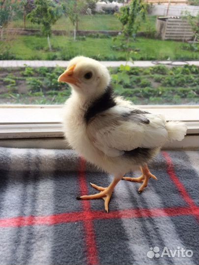 Пушкинские цыплята