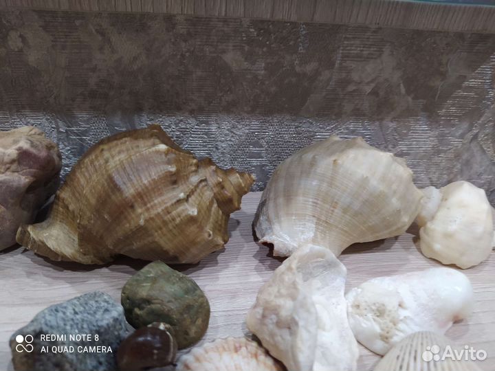 Морские ракушки раковины