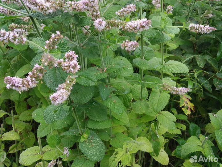 Садовые многолетники