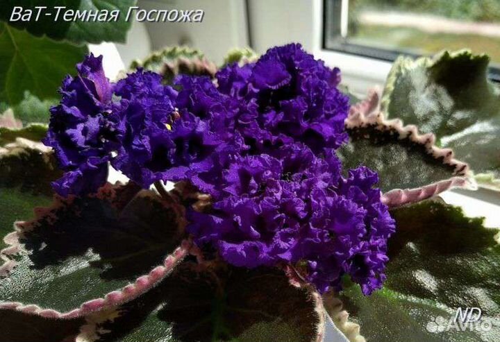 Детки и стартеры сортовых фиалок