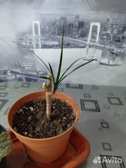 Фиалки, фикус, алоэ