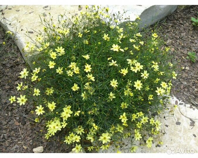 Кореопсис мутовчатый Moonbeam