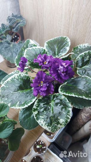 Листики фиалки