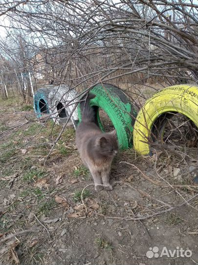 Котёнок ищет родителей