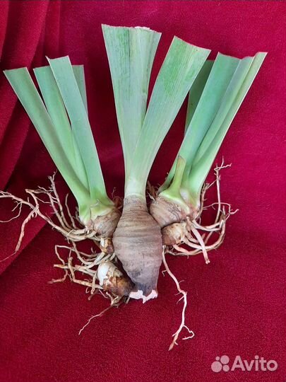 Ирис бородатый сортовой