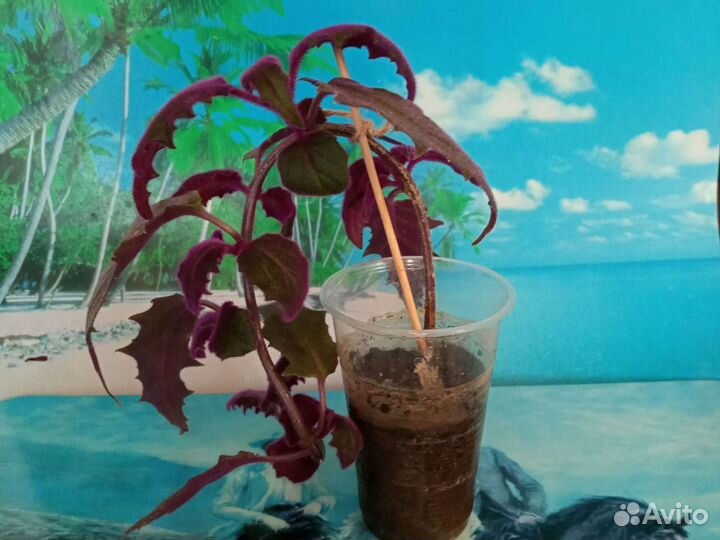 Отростки Гинуры