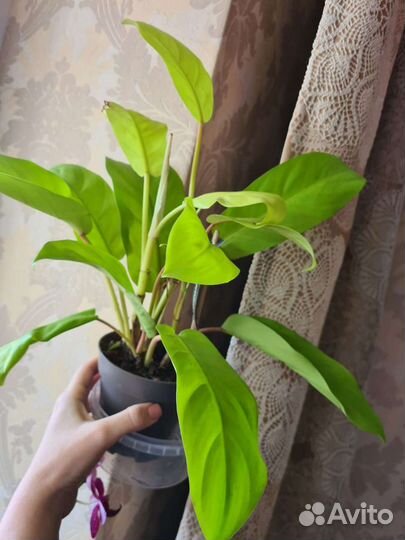 Филодендроны