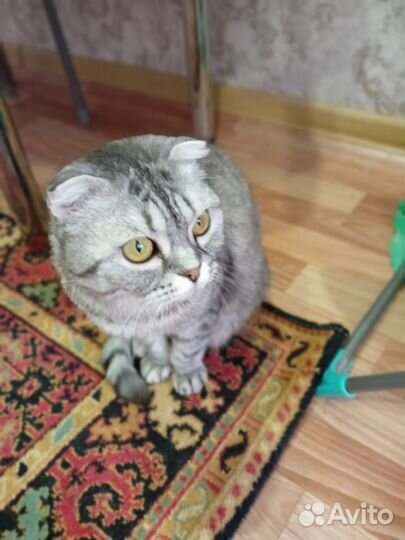 Шотландская вислоухая