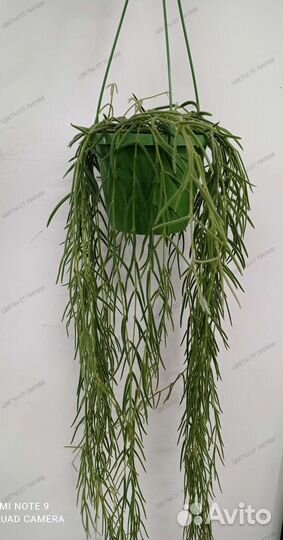 Хойя Линеарис 14/70-80 см