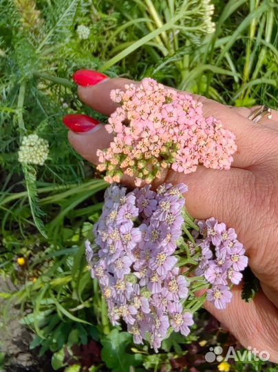 Тысячелистник декоративный многолетник, рассада