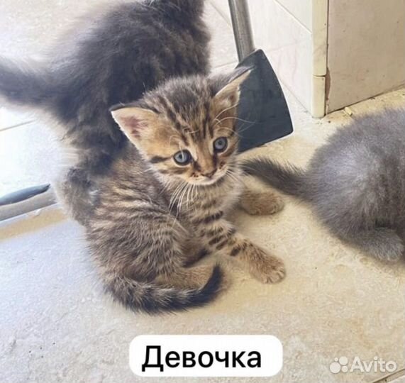 Котята породистые
