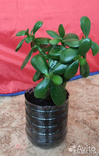 Толстянка денежное дерево