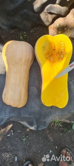 Тыква матильда