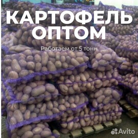 Картофель оптом