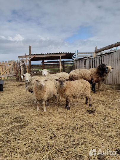Овцы бараны