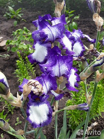 Ирисы сортовые, гибридные