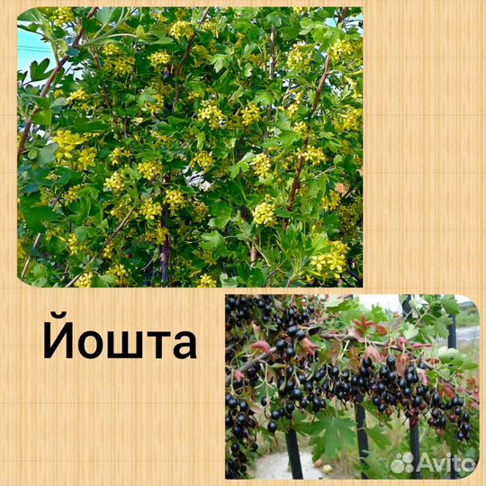 Многолетники, декоративные кустарники, травы