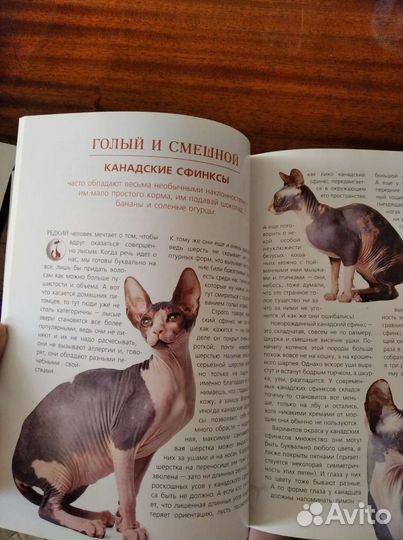 Книга про котиков для детей