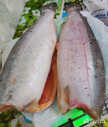 Рыба свежемороженая
