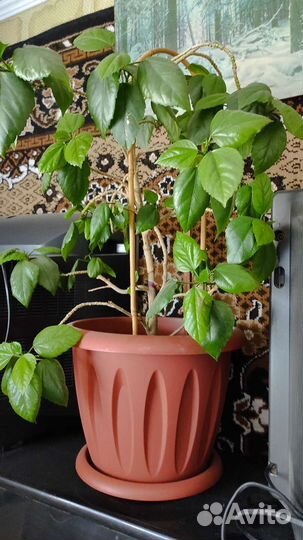 Гибискус китайская роза