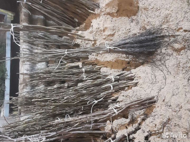 Грецкий орех тонкокорый урожаный опт-Розница