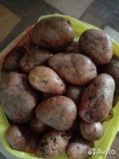 Помидоры свежие, домашние